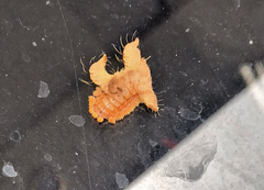 Phobetron hipparchia