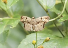 Quadrus lugubris lugubris