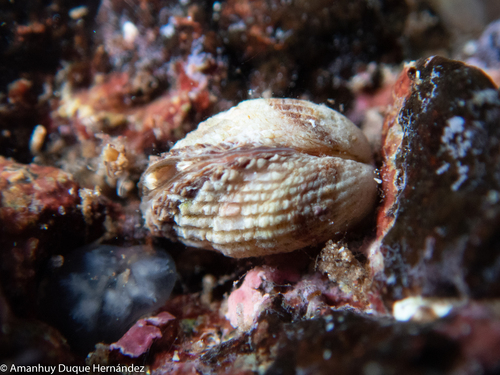 Cardita calyculata