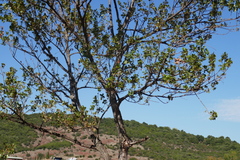 Alnus glutinosa