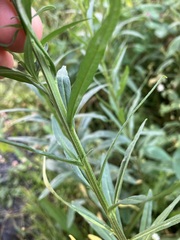 Brassica juncea