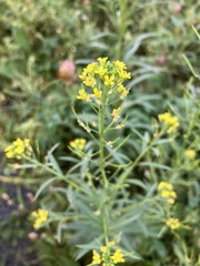 Brassica juncea
