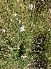 Oenothera lindheimeri