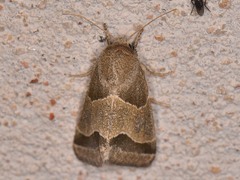 Schinia gracilenta