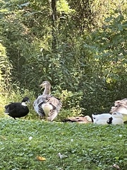Anser anser domesticus × anser cygnoides domesticus