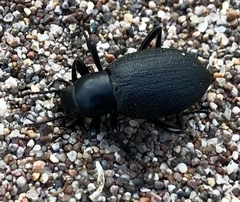 Eleodes hirtipennis