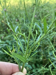 Brassica juncea