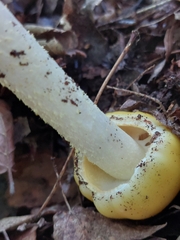 Russula claroflava