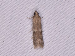 Eurythmia angulella