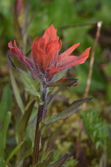 Castilleja miniata