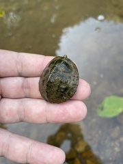 Sternotherus peltifer