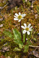 Caltha leptosepala