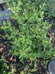 Ilex crenata