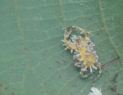 Gibellula