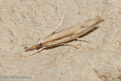 Agriphila trabeatellus