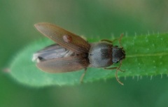 Agriotes lineatus