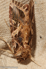 Spodoptera littoralis