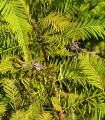 Taxodiomyia cupressiananassa