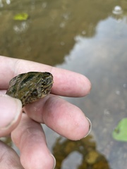 Sternotherus peltifer