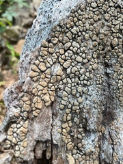 Xylobolus frustulatus