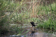 Zapornia flavirostra