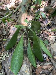 Dorstenia elata