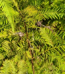 Taxodiomyia cupressiananassa
