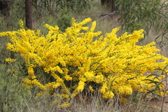 Acacia triptera