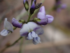 Glycine clandestina