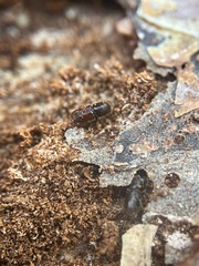Scolytinae