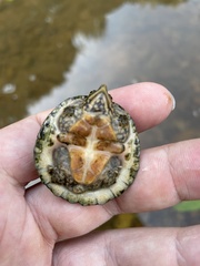 Sternotherus peltifer