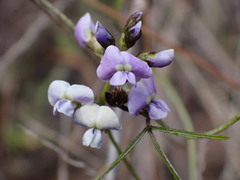 Glycine clandestina