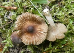 Inocybe asterospora