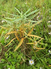 Asteromyia euthamiae