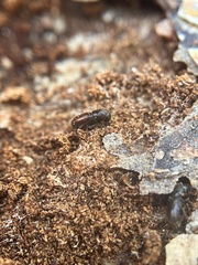 Scolytinae