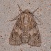 Acronicta rubricoma - Photo (c) Jack Cochran, μερικά δικαιώματα διατηρούνται (CC BY-NC), uploaded by Jack Cochran