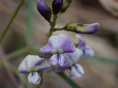 Glycine clandestina