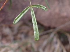 Glycine clandestina