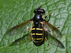 Sericomyia chalcopyga