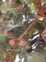 Burnettweldia washingtonensis