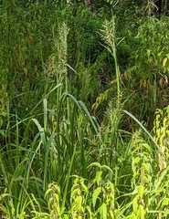 Leptochloa panicoides