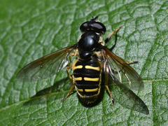 Sericomyia chalcopyga