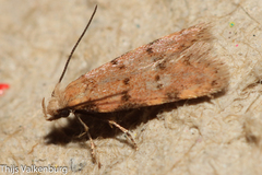 Symmoca tofosella