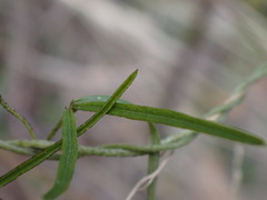 Glycine clandestina
