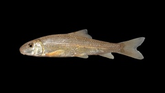 Moxostoma erythrurum