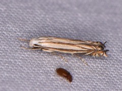 Polyhymno luteostrigella