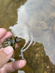 Sternotherus peltifer