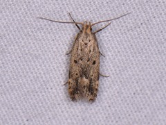 Neodactylota liguritrix