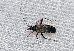 Closterotomus fulvomaculatus