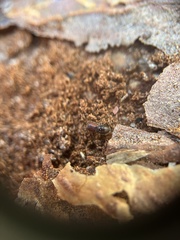 Scolytinae